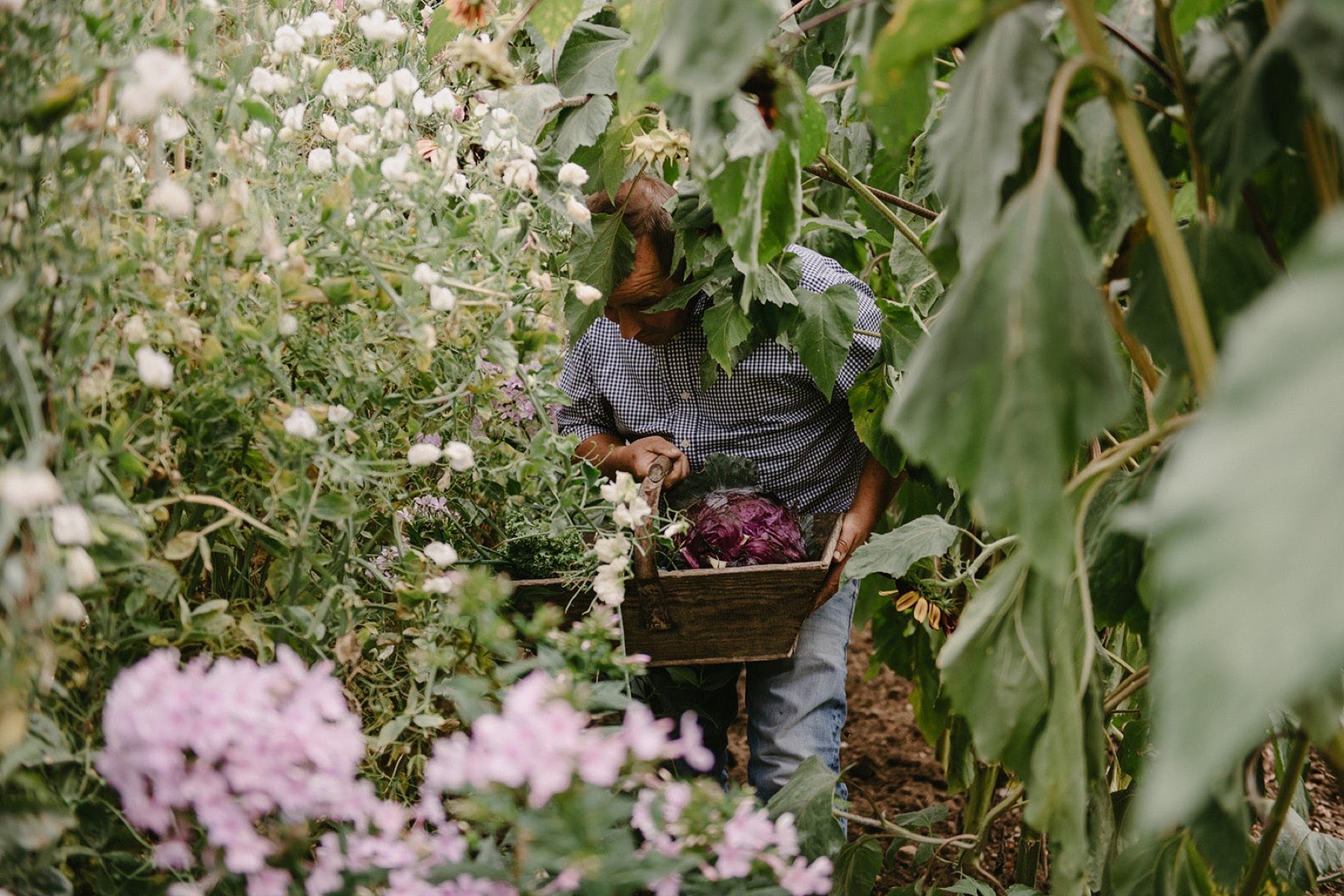 Deep summer borders in the walled garden