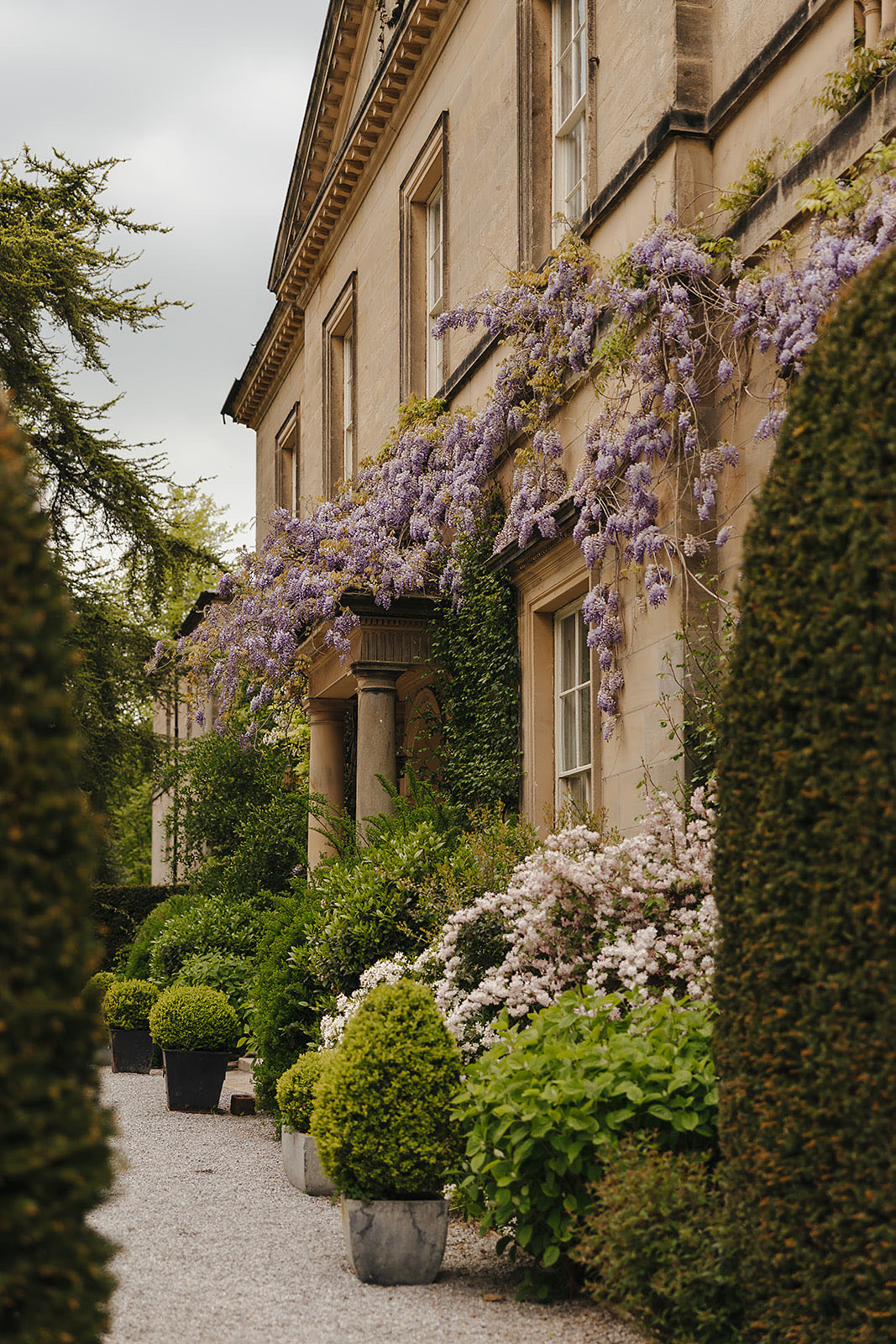 Wisteria in flower along the front of the house